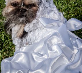 Patas e Brilhos Fantasias Pet Photo 1