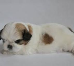 Cantinho do Pet photo 2