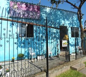 Maya Pitty Pet photo 2