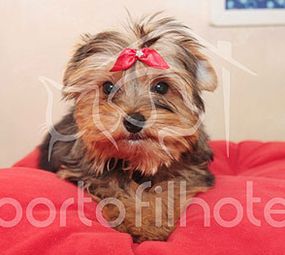 Porto Filhote Pet Shop e Veterinária  photo 2