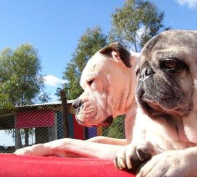 Auphaville Dog Hotel photo 1