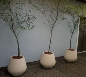 Narcisus Paisagem e Flora - Paisagismo Florianópolis