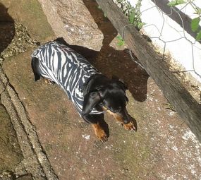 Cão Líder Adestramento, Psicologia Canina e Passeio photo 2