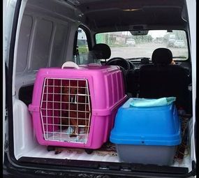 Pet Transportes