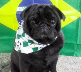 Pet Shop Boutique Canina photo 2