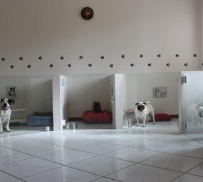 Dog Fun Espaço Canino photo 1