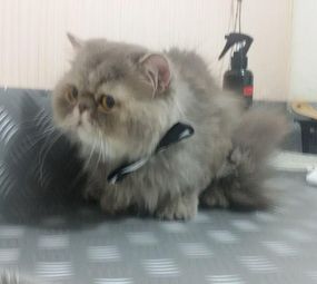 Estilo Animal Pet Shop photo 1