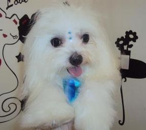 Banho e Tosa - Bicho Pelúcia photo 1