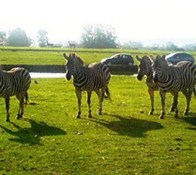 Pampas Safari Parque de Animais Selvagens photo 1