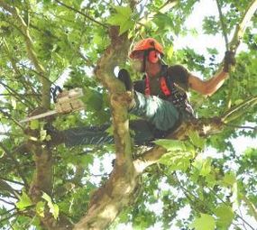 Terra e Flor - Jardinagem e Paisagismo  photo 2