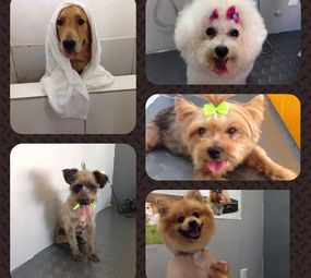 Pet Shop Pet Bull photo 1