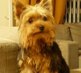 Snoopet Pet Shop  photo 2