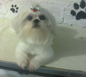 Banho e Tosa Toca dos Bichos photo 2